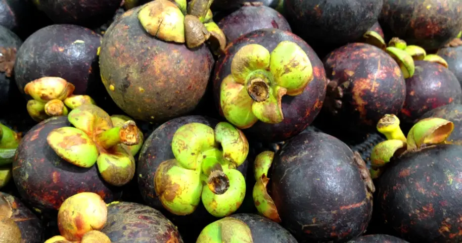 山竹空腹食用 山竹空腹食用