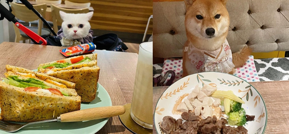 新北寵物友善飯店推薦清單｜帶毛孩輕鬆入住全攻略