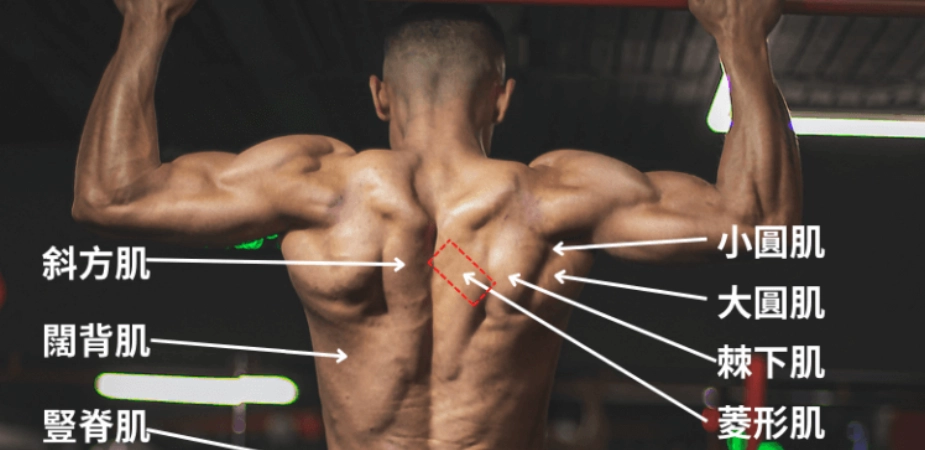 背肌訓練動作 背肌訓練動作