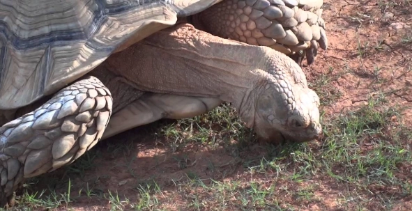 台灣動物園體驗