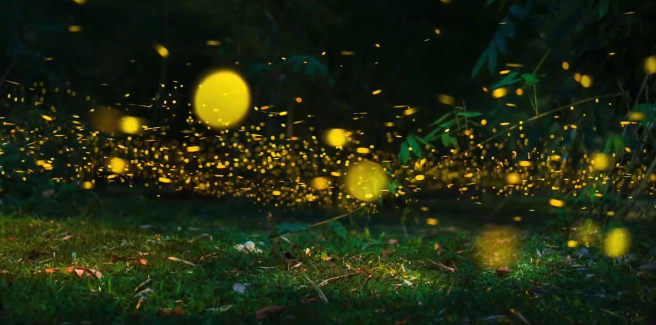 螢火蟲觀賞地點 螢火蟲觀賞地點