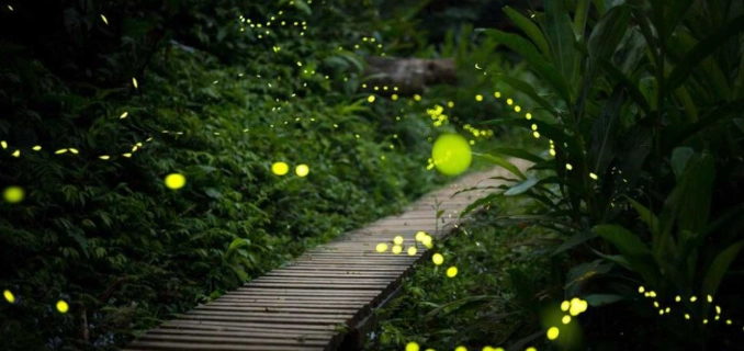 螢火蟲觀賞防蚊