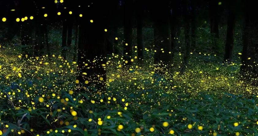 台灣螢火蟲季節 台灣螢火蟲季節