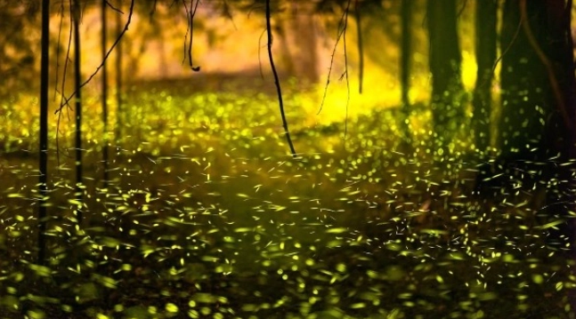 螢火蟲防蚊終極指南：自然防蚊法與生態觀賞秘訣