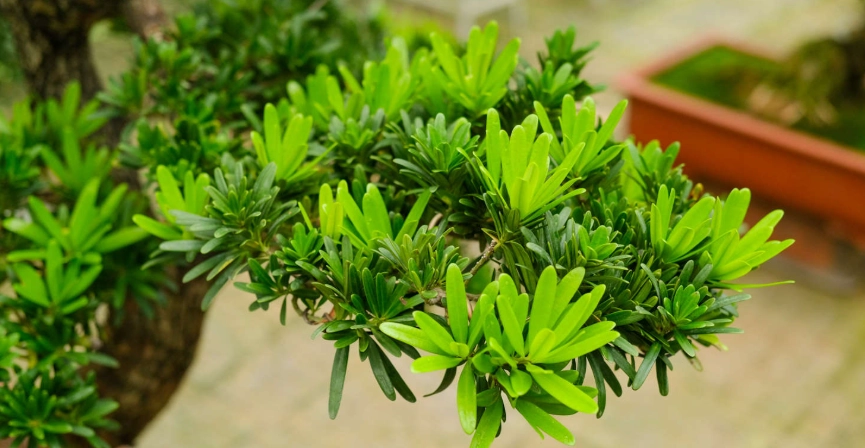 盆栽植物病蟲害防治