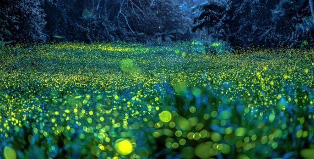 螢火蟲防蚊方法