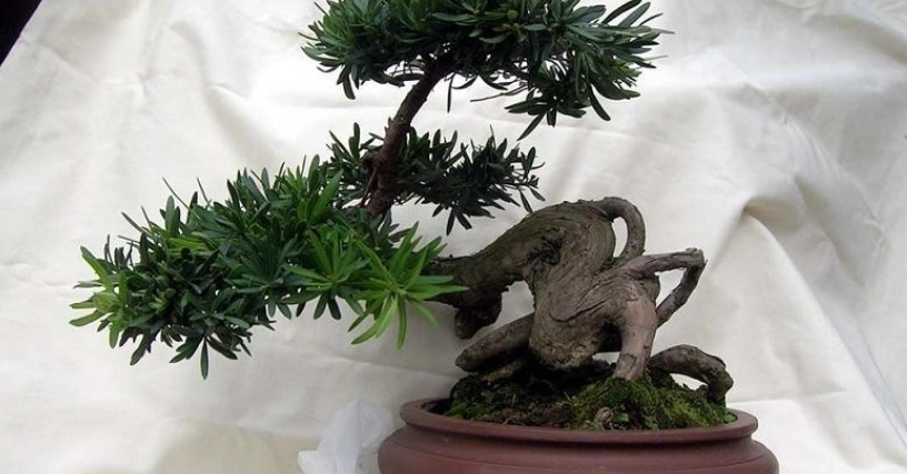 羅漢松養護技巧