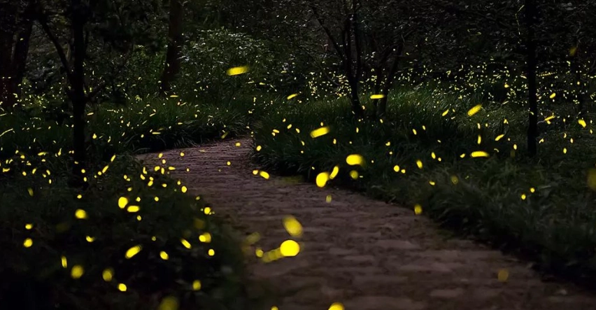 螢火蟲觀賞準備