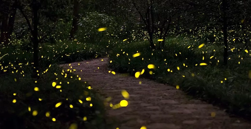 螢火蟲觀賞地點 螢火蟲觀賞地點
