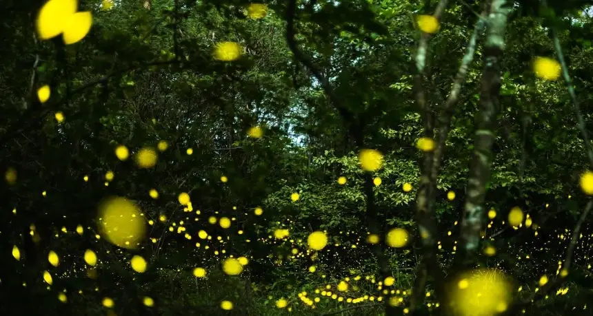 台灣賞螢秘境全攻略：地點、時間、注意事項一次掌握