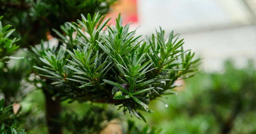 盆栽植物病蟲害防治