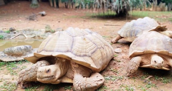 台灣動物園體驗