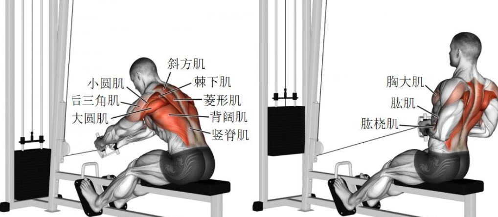 背肌訓練動作 背肌訓練動作