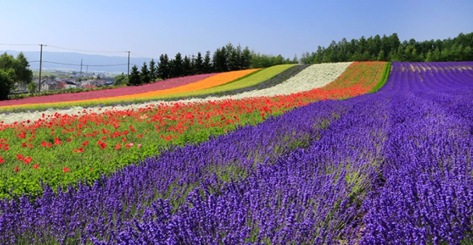 北海道旅行預算全攻略：自由行花費解析與省錢秘訣