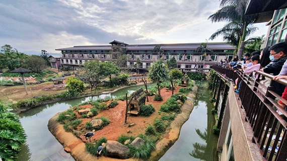 六福莊象龜體驗：與溫和巨獸親密接觸的完整攻略