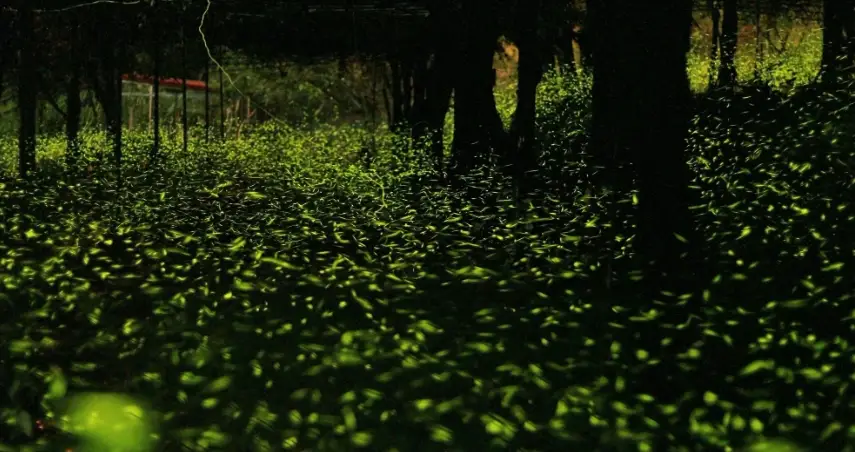看螢火蟲要帶什麼？完整裝備清單與觀賞秘訣