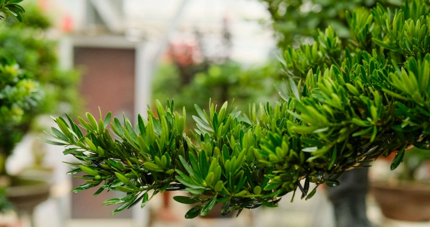 盆栽植物病蟲害防治