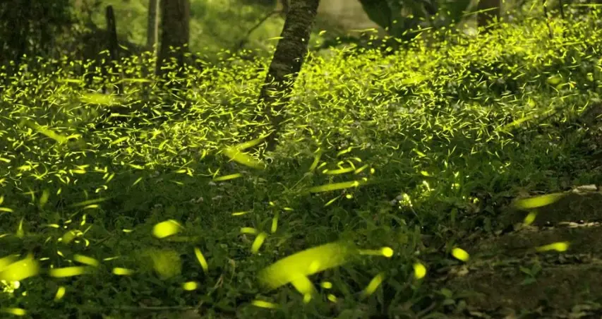 台灣螢火蟲季節 台灣螢火蟲季節