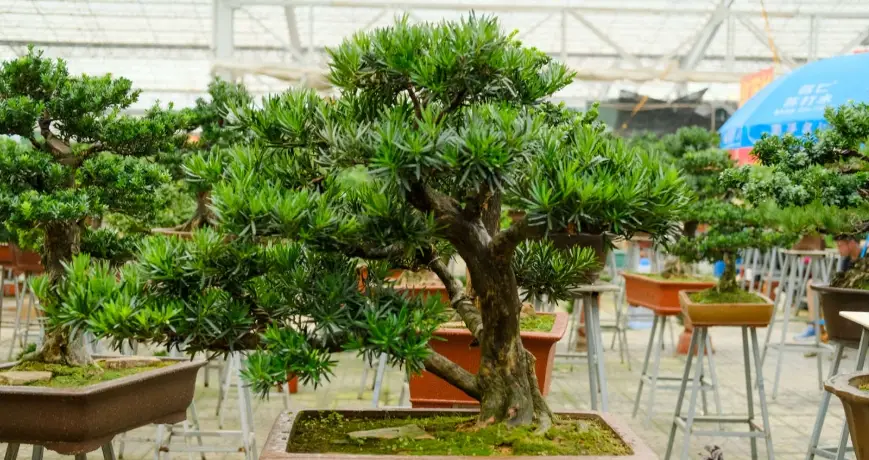 小葉羅漢松照顧全攻略：從澆水到修剪的專家指南