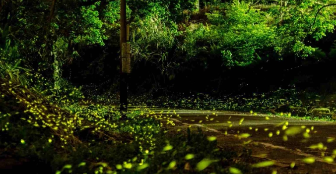 螢火蟲防蚊方法