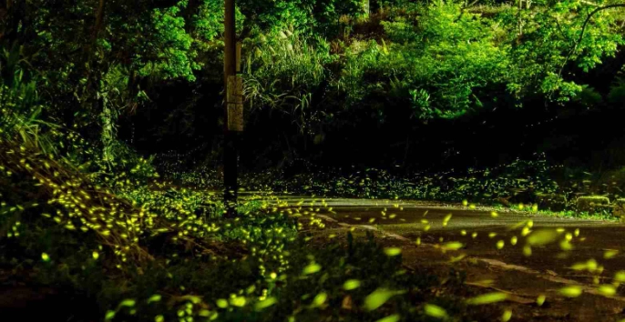 螢火蟲觀賞防蚊