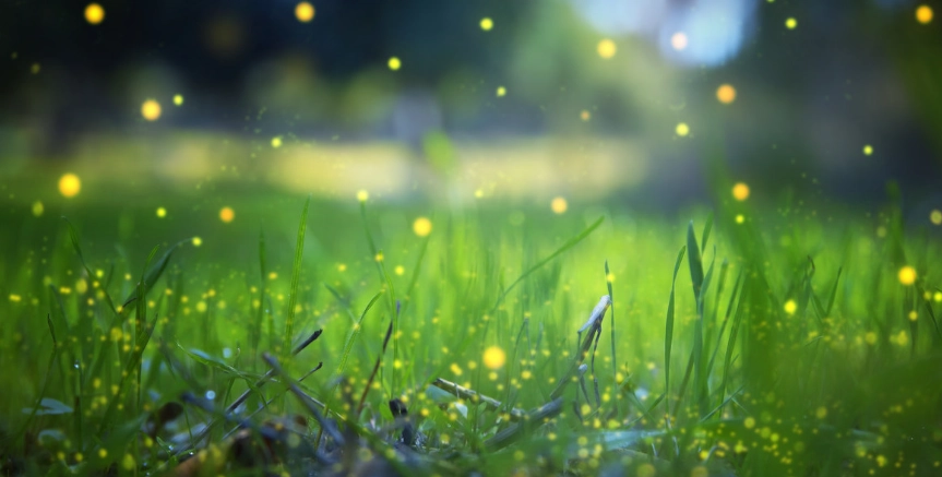 螢火蟲觀賞地點 螢火蟲觀賞地點