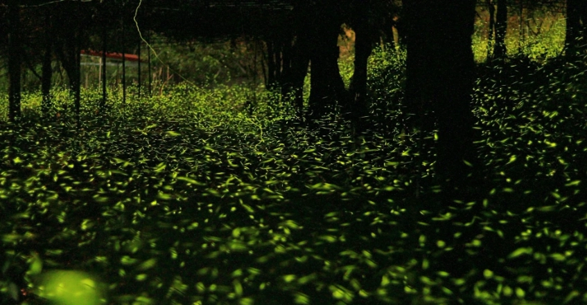 台灣螢火蟲季節 台灣螢火蟲季節
