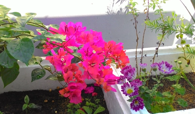 九重葛如何摘心