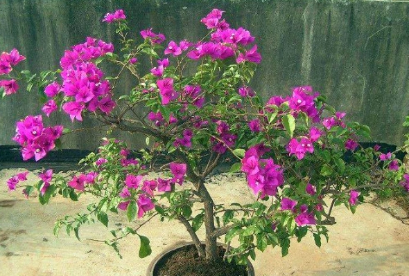 九重葛摘心全攻略：時機、步驟與常見錯誤解析