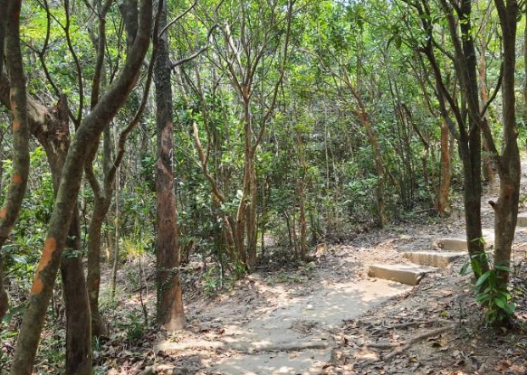 陽明山樹洞 陽明山樹洞