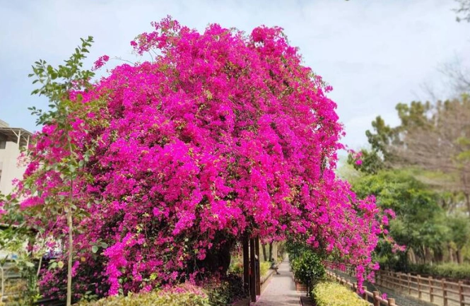 九重葛如何摘心