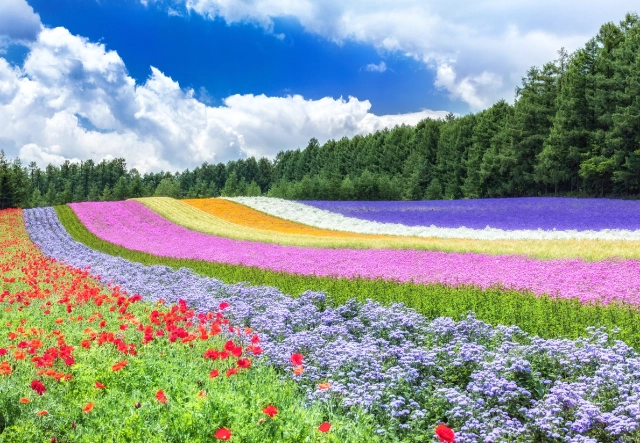 北海道自駕攻略 北海道自駕攻略