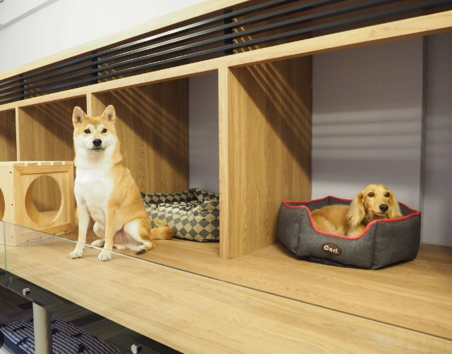 狗狗住寵物旅館