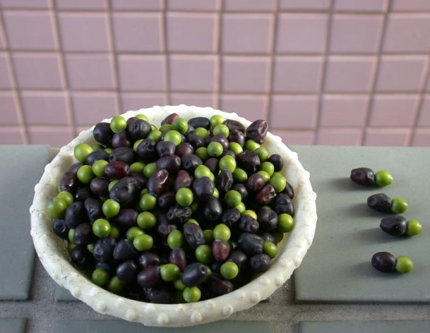 羅漢松種子發芽