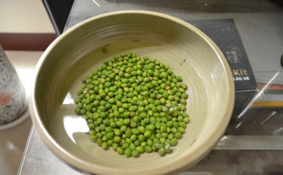 羅漢松種子怎麼種？從種子到盆景的完整指南