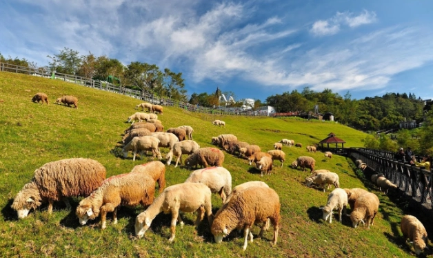 清境農場行程 清境農場行程