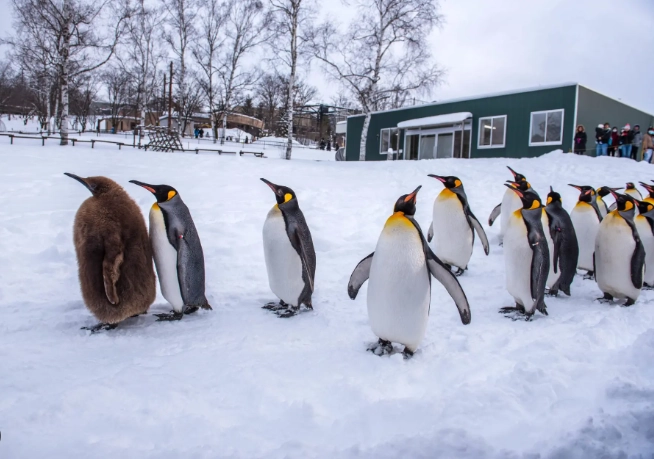 北海道親子自由行攻略：帶孩子玩雪、看動物、吃美食的完整行程規劃
