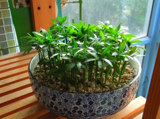 羅漢松種子種植