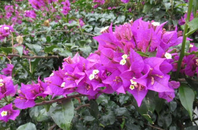 九重葛修剪方法