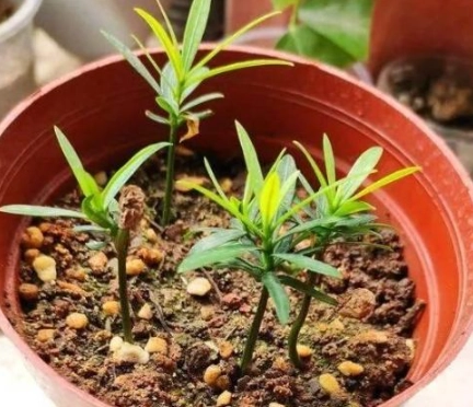 羅漢松種子發芽