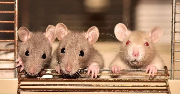 抓老鼠方法 抓老鼠方法