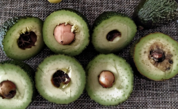 牛油果變黑 牛油果變黑