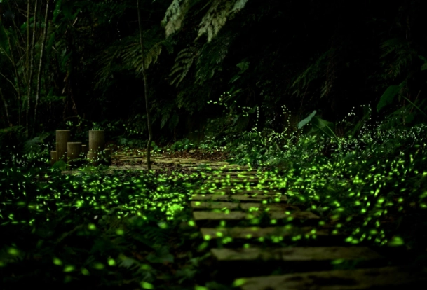 螢火蟲季節 台灣 螢火蟲季節 台灣