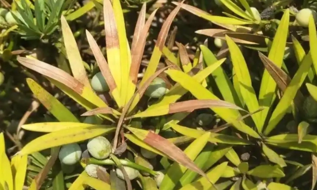 羅漢松病害防治