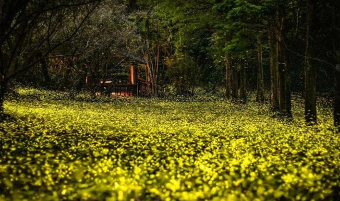 螢火蟲團 推薦 螢火蟲團 推薦