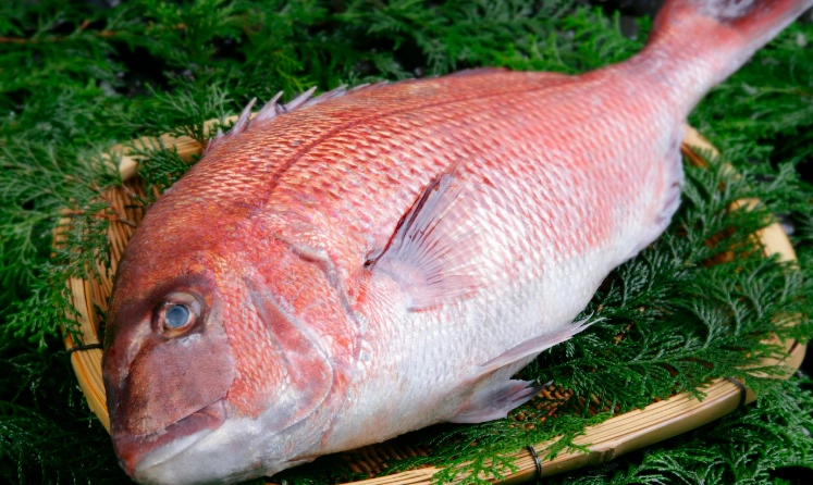 魚放冷藏可以放多久？完整保存指南與常見錯誤解析