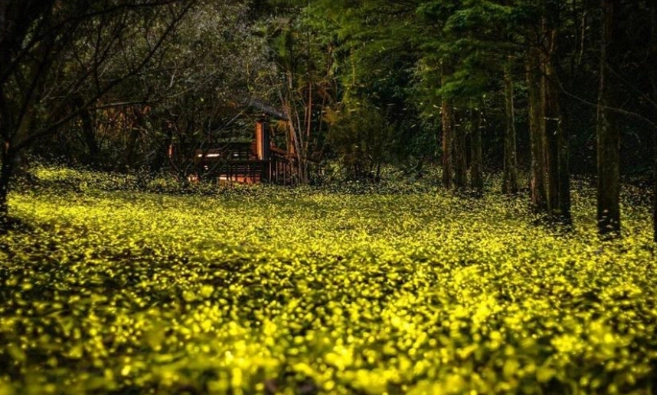 觀賞螢火蟲季節 觀賞螢火蟲季節