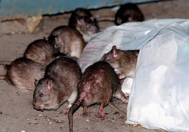 老鼠入屋點算？完整驅鼠與預防攻略，專家教你徹底解決