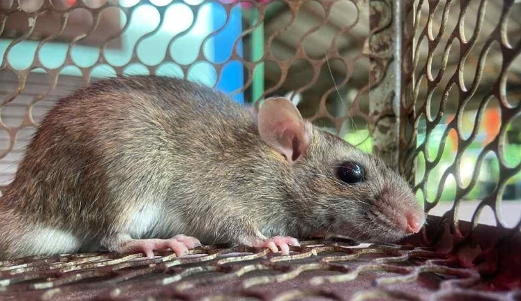 抓老鼠陷阱推薦 抓老鼠陷阱推薦