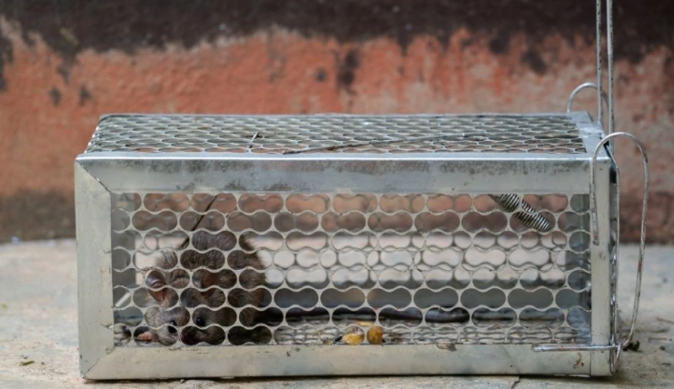 老鼠藥替代方案 老鼠藥替代方案